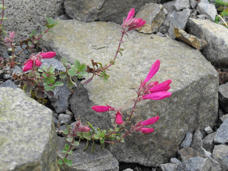Penstemon newberryi photo